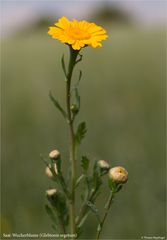 Saat-Wucherblume (Glebionis segetum .