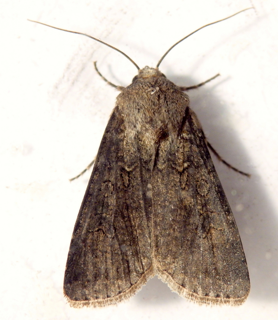 Saateule (Agrotis segetum)