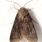 Saateule (Agrotis segetum)