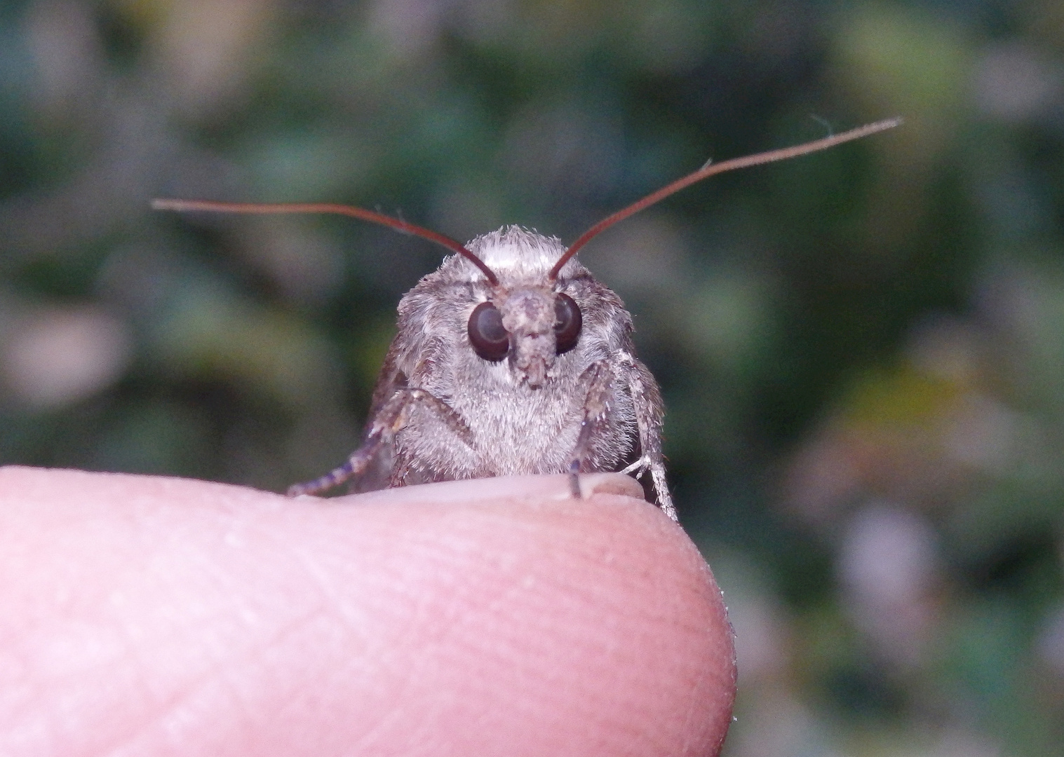 Saateule (Agrotis segetum) - im Porträt