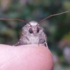 Saateule (Agrotis segetum) - im Porträt