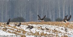 Saatgänse im Abflug