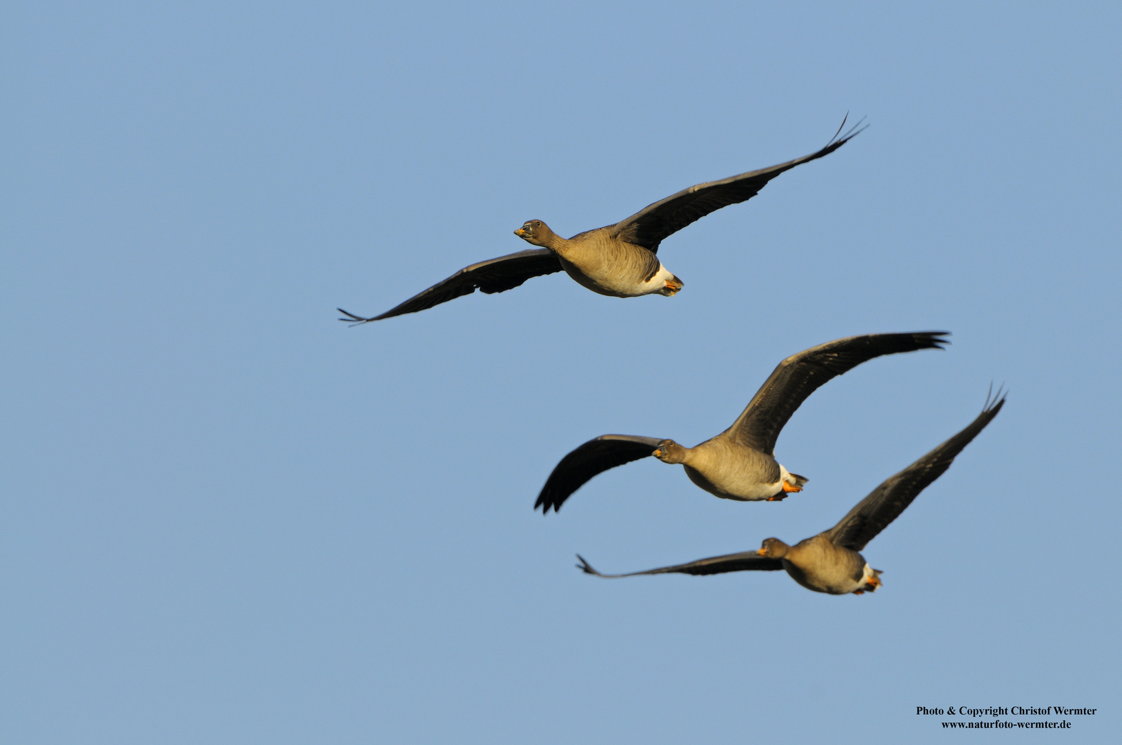 Saatgänse im Flug (D)