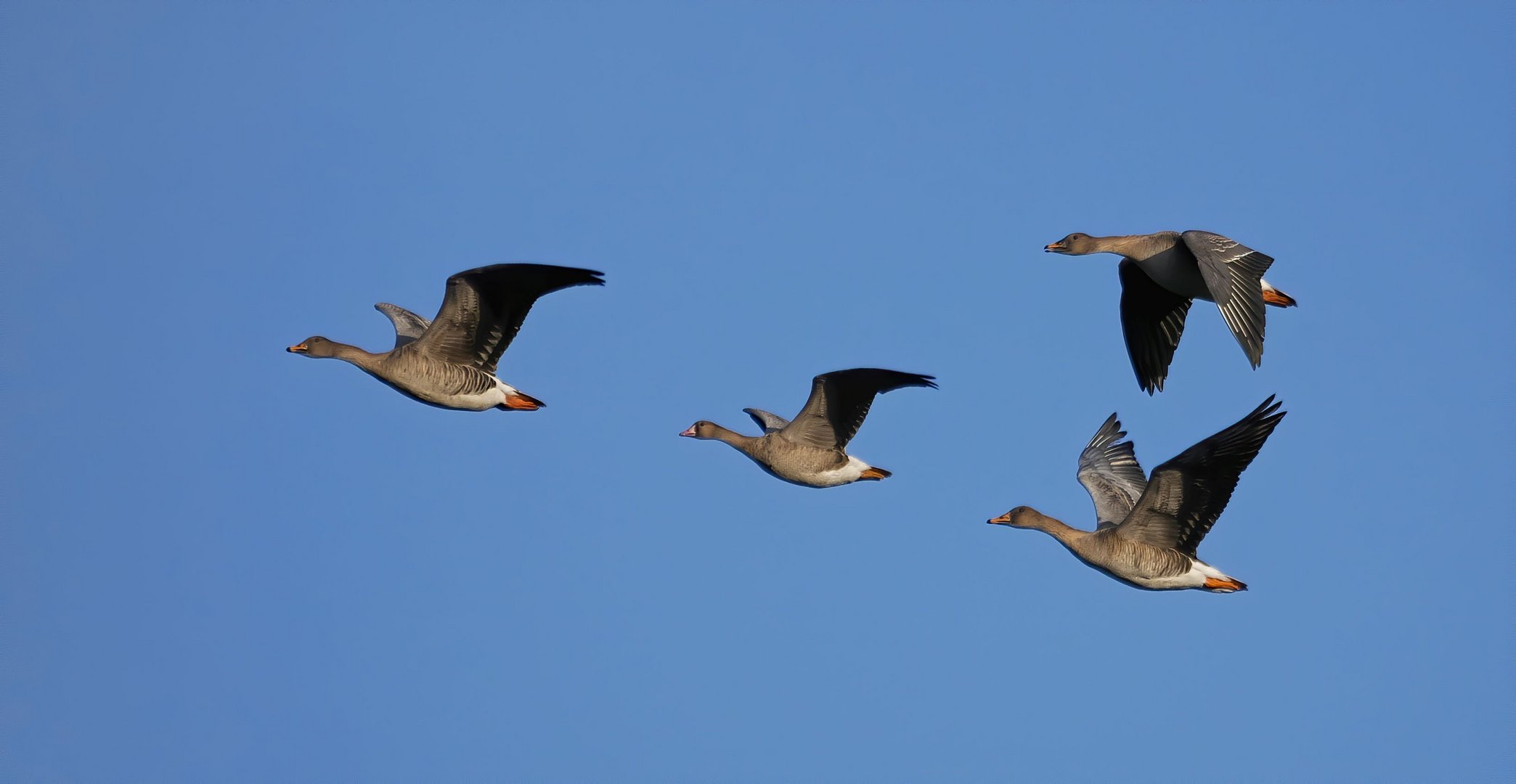 Saatgänse im Flug