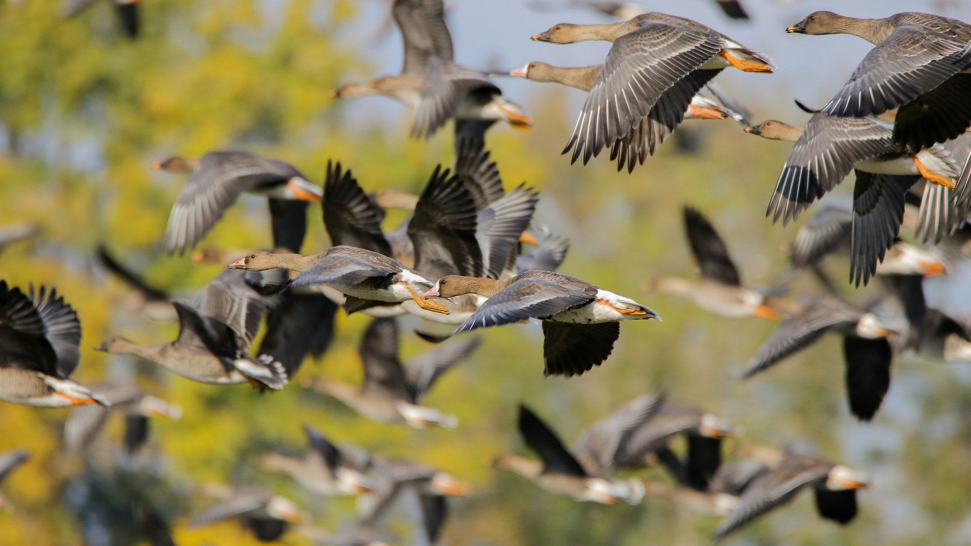 Saatgänse und Blässgänse im Flug.