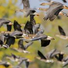 Saatgänse und Blässgänse im Flug.