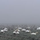 Saatgänse und Höckerschwäne: Futtersuche im nebeligen Ackermatsch