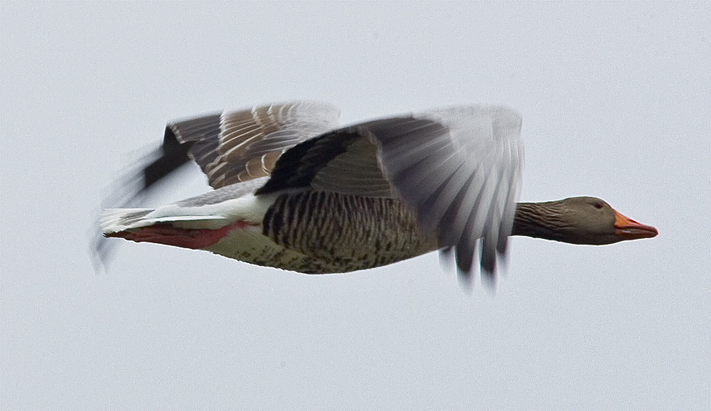 Saatgans beim Abflug