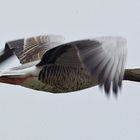 Saatgans beim Abflug