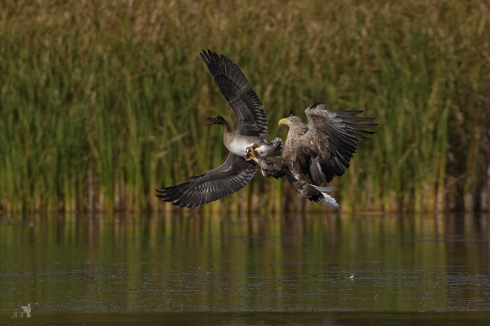 Saatgans vs. Seeadler 1.