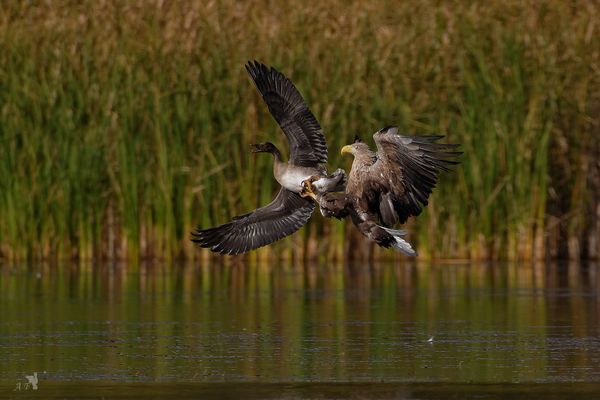Saatgans vs. Seeadler 1.