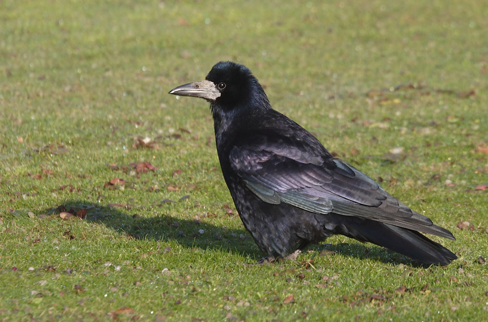 Saatkrähe (C. frugilegus frugilegus)