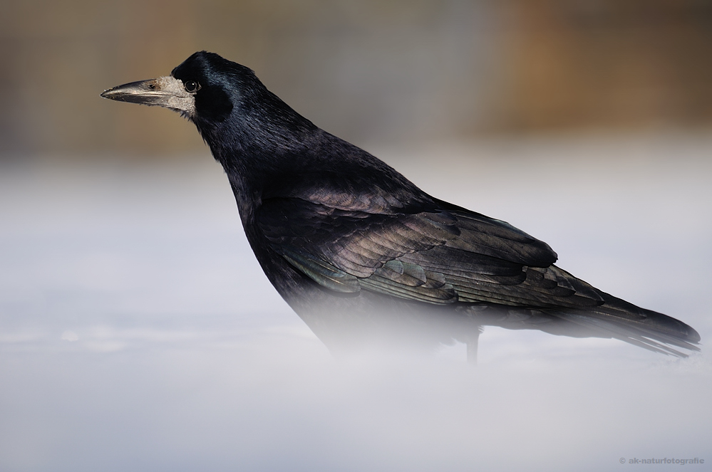 Saatkrähe (Corvus frugilegus)