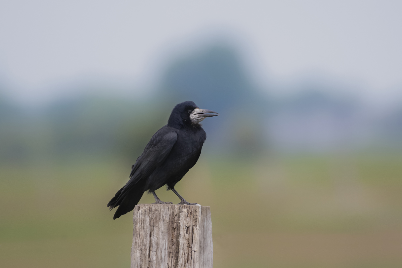 Saatkrähe, Corvus frugilegus