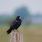 Saatkrähe, Corvus frugilegus