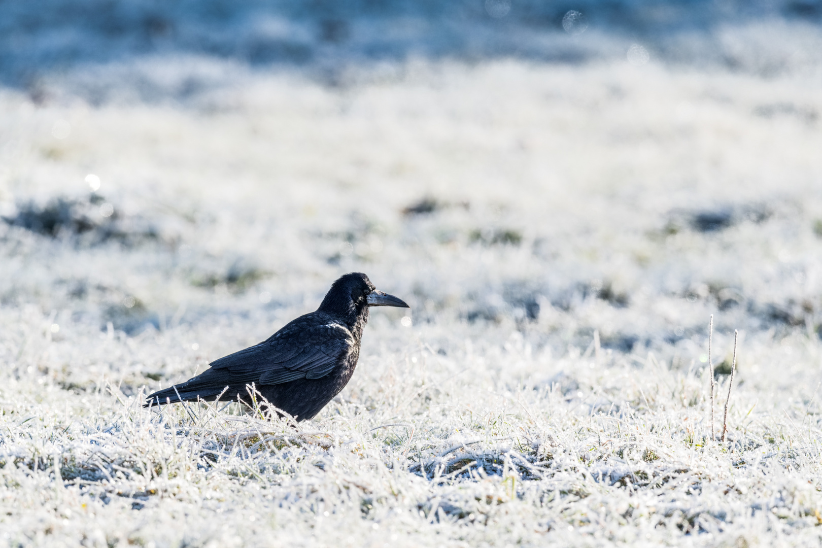 Saatkrähe (Corvus frugilegus)