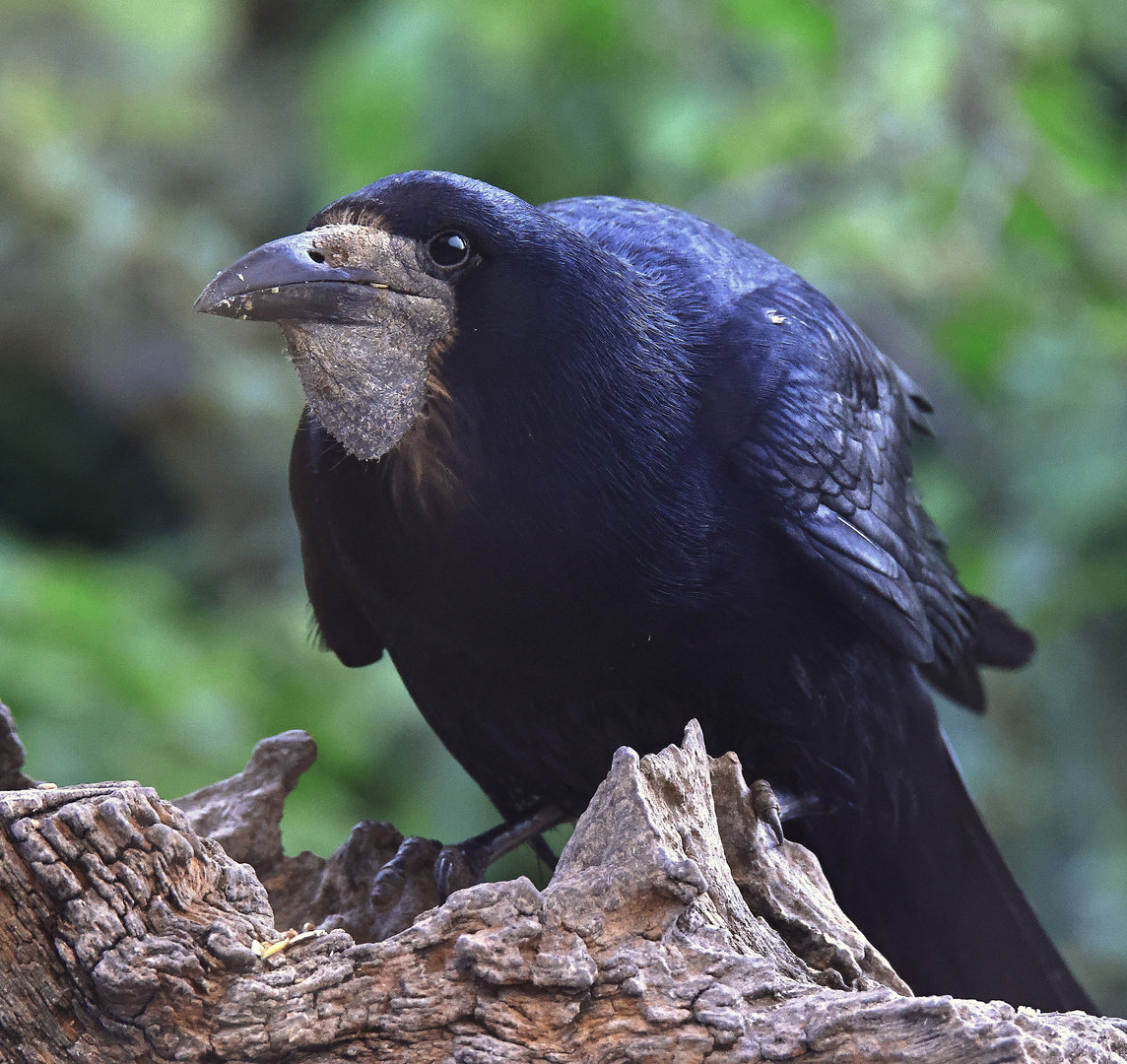 Saatkrähe Corvus frugilegus