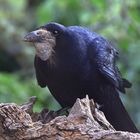 Saatkrähe Corvus frugilegus