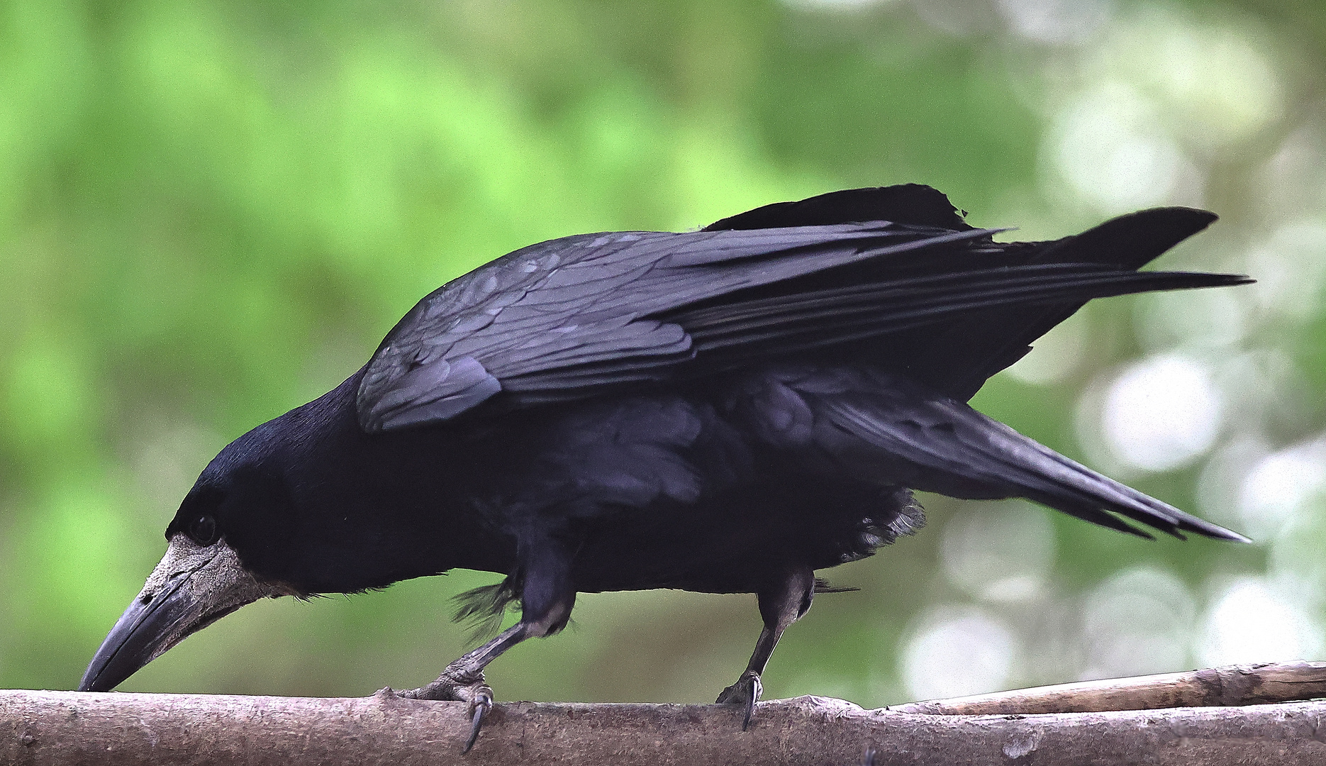 Saatkrähe Corvus frugilegus