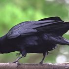 Saatkrähe Corvus frugilegus