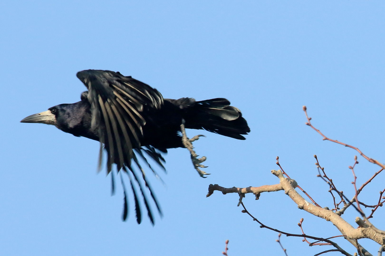 Saatkrähe Corvus frugilegus