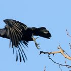 Saatkrähe Corvus frugilegus