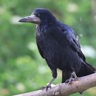 Saatkrähe Corvus frugilegus