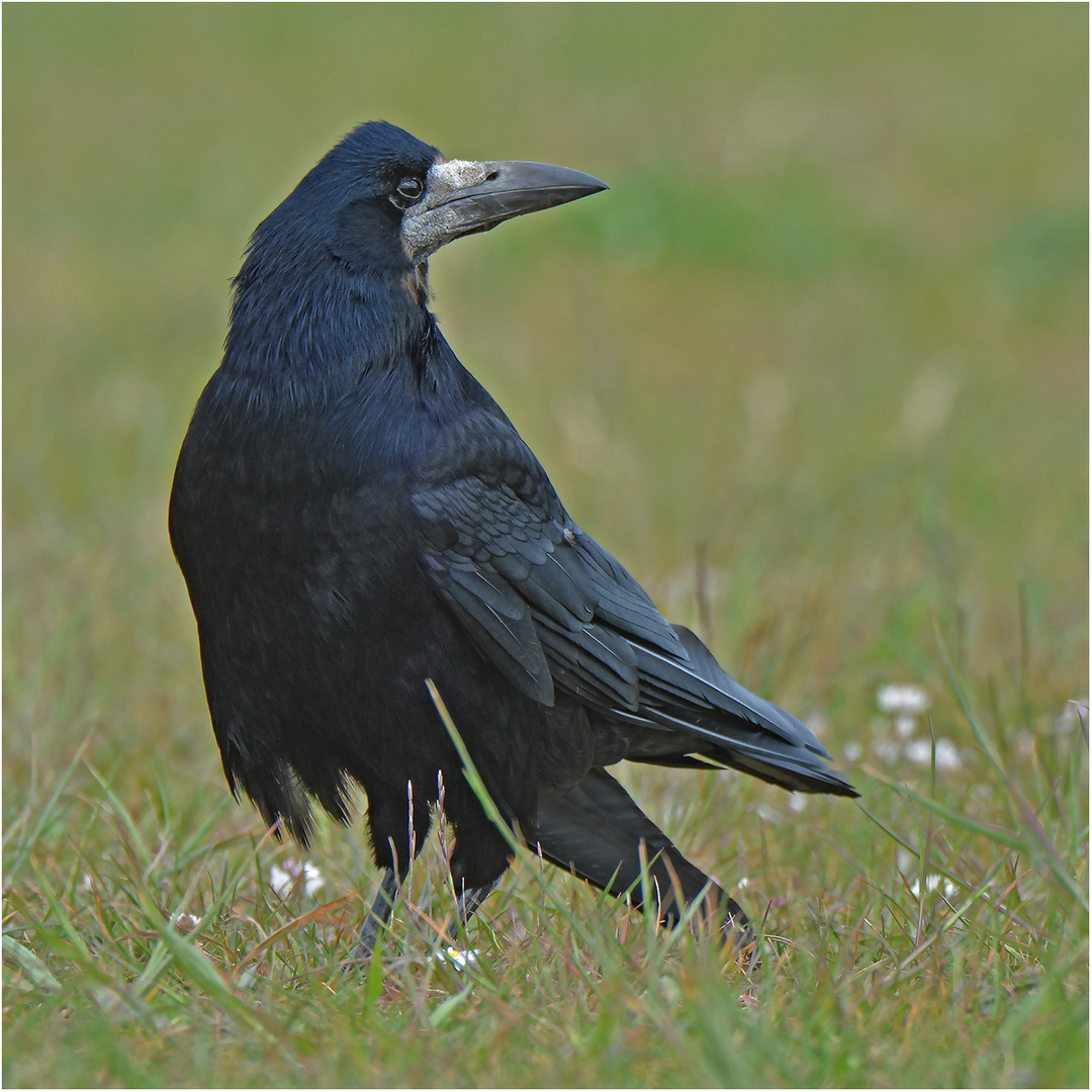 Saatkrähe   -   Corvus frugilegus