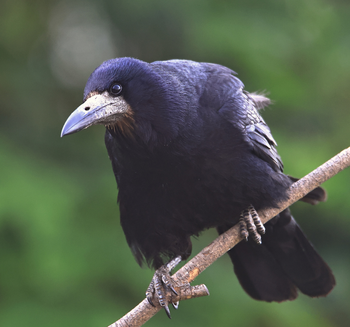 Saatkrähe Corvus frugilegus