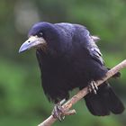 Saatkrähe Corvus frugilegus