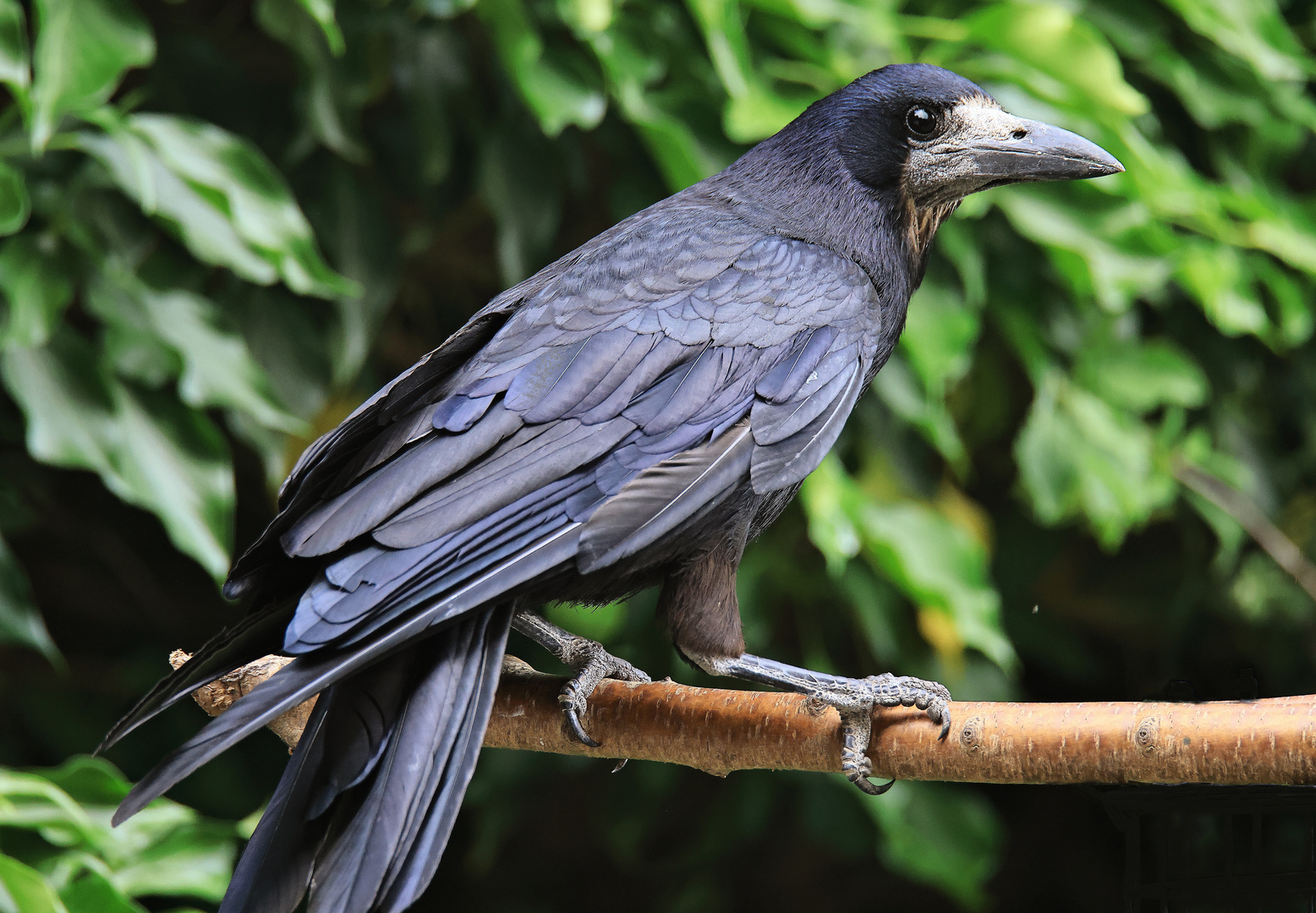 Saatkrähe Corvus frugilegus