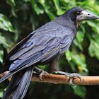 Saatkrähe Corvus frugilegus