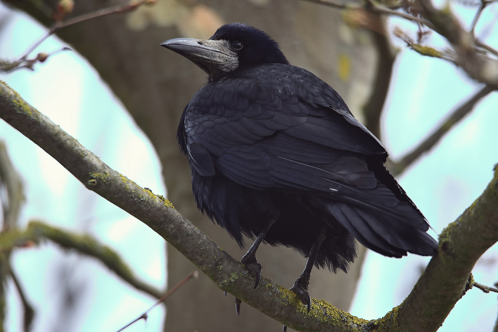 Saatkrähe Corvus frugilegus