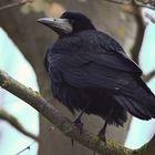 Saatkrähe Corvus frugilegus