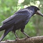 Saatkrähe Corvus frugilegus