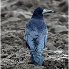 Saatkrähe - Corvus frugilegus