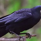 Saatkrähe Corvus frugilegus