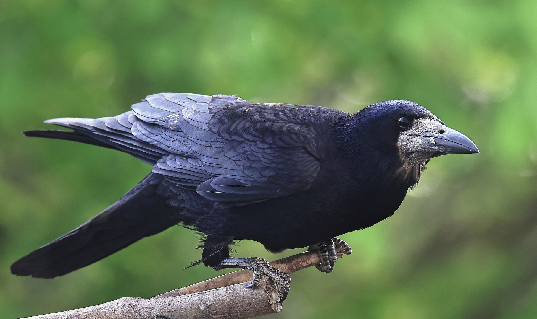 Saatkrähe Corvus frugilegus