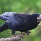 Saatkrähe Corvus frugilegus