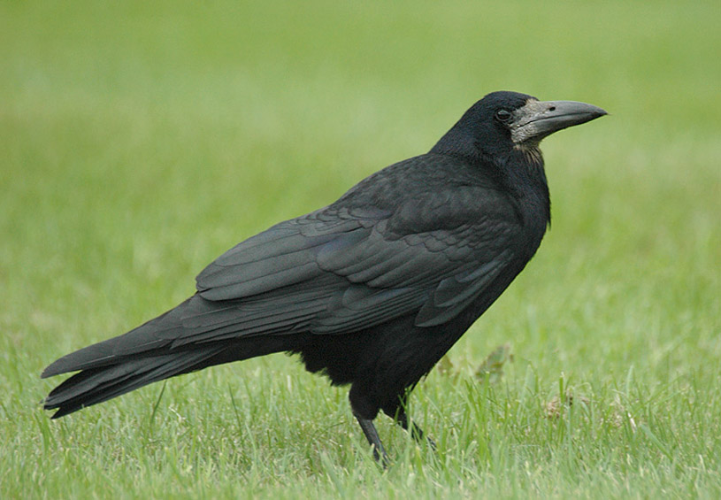 Saatkrähe (Corvus frugilegus)