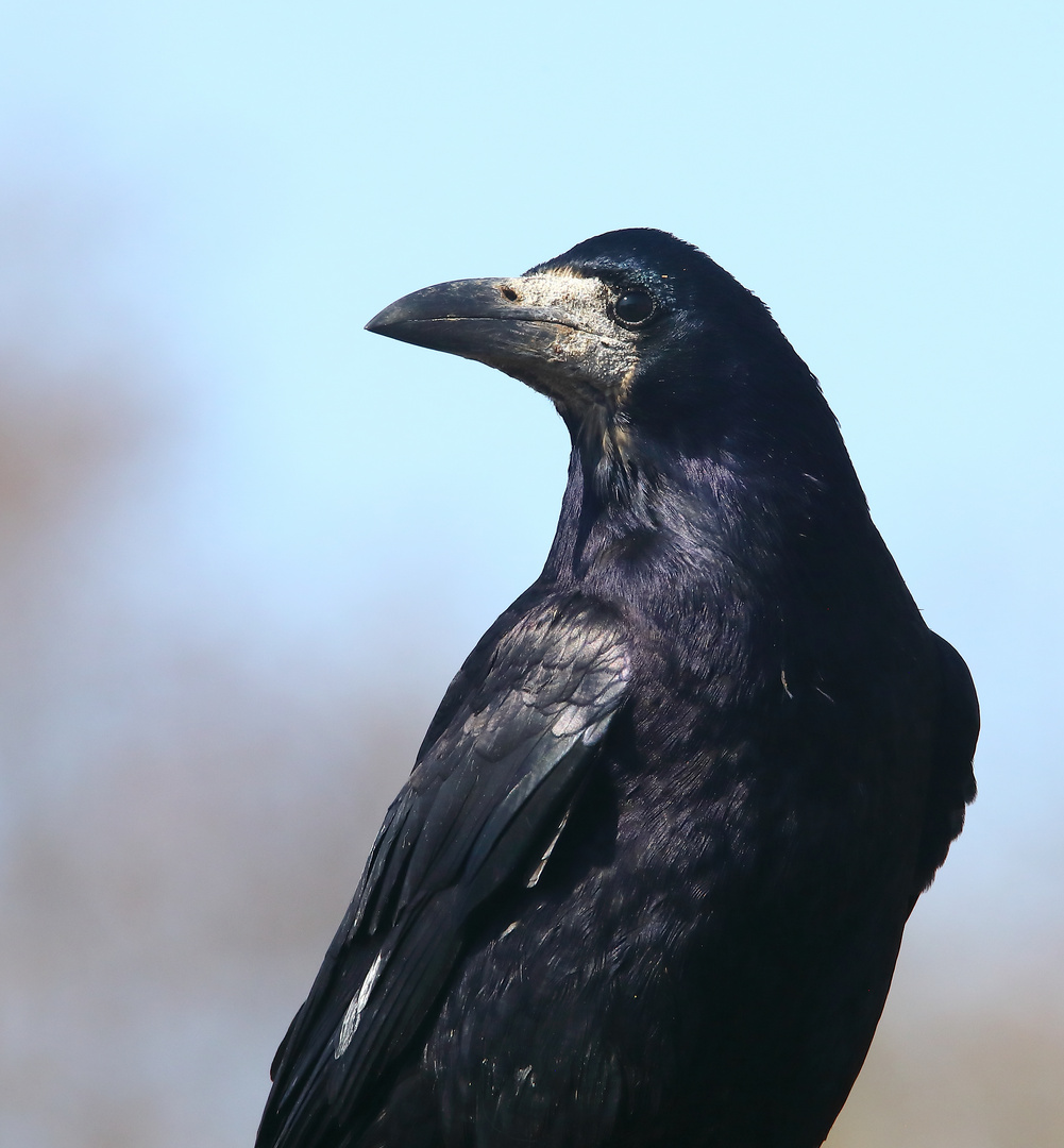 Saatkrähe Corvus frugilegus