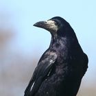 Saatkrähe Corvus frugilegus