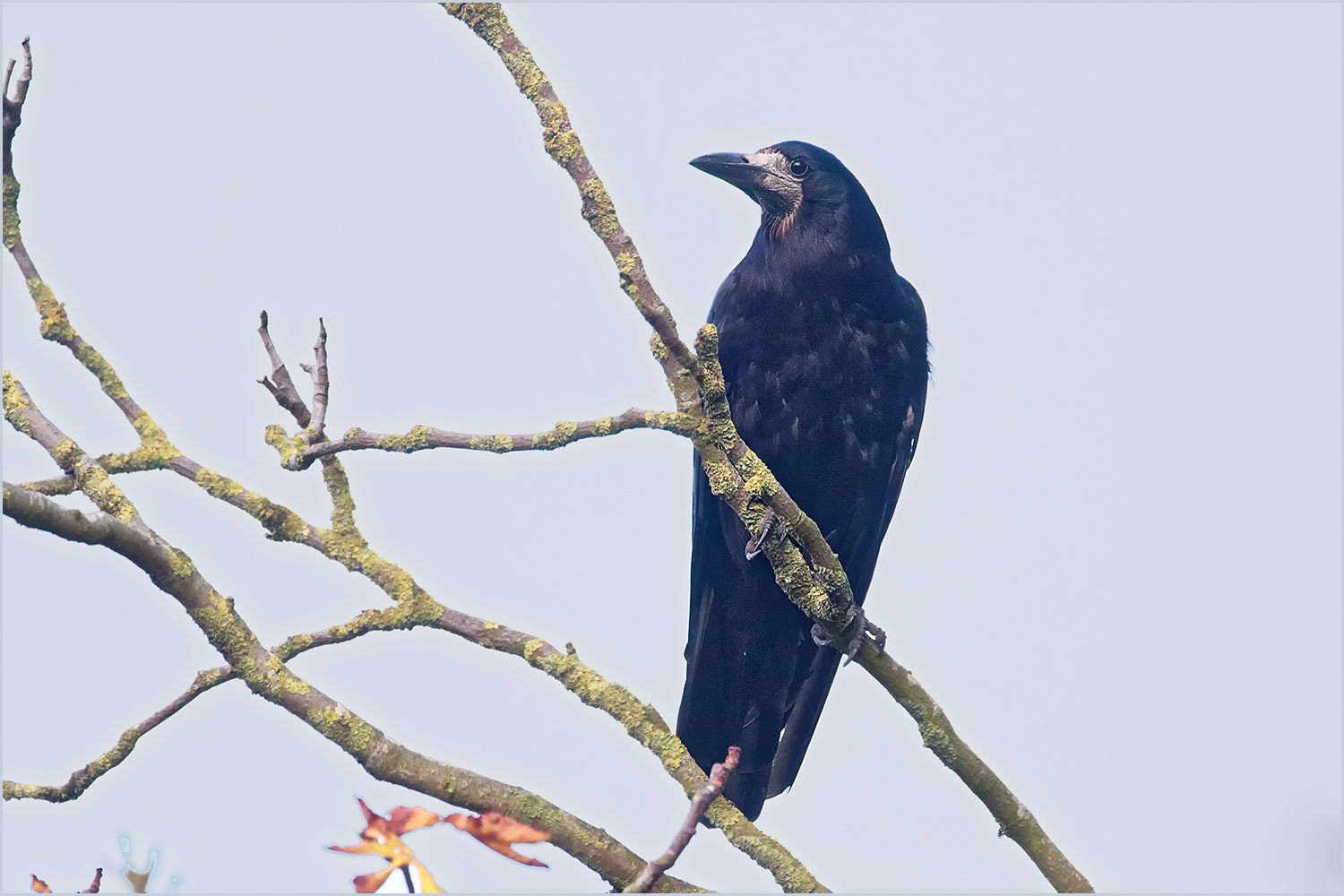 Saatkrähe  (Corvus frugilegus)