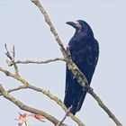 Saatkrähe  (Corvus frugilegus)