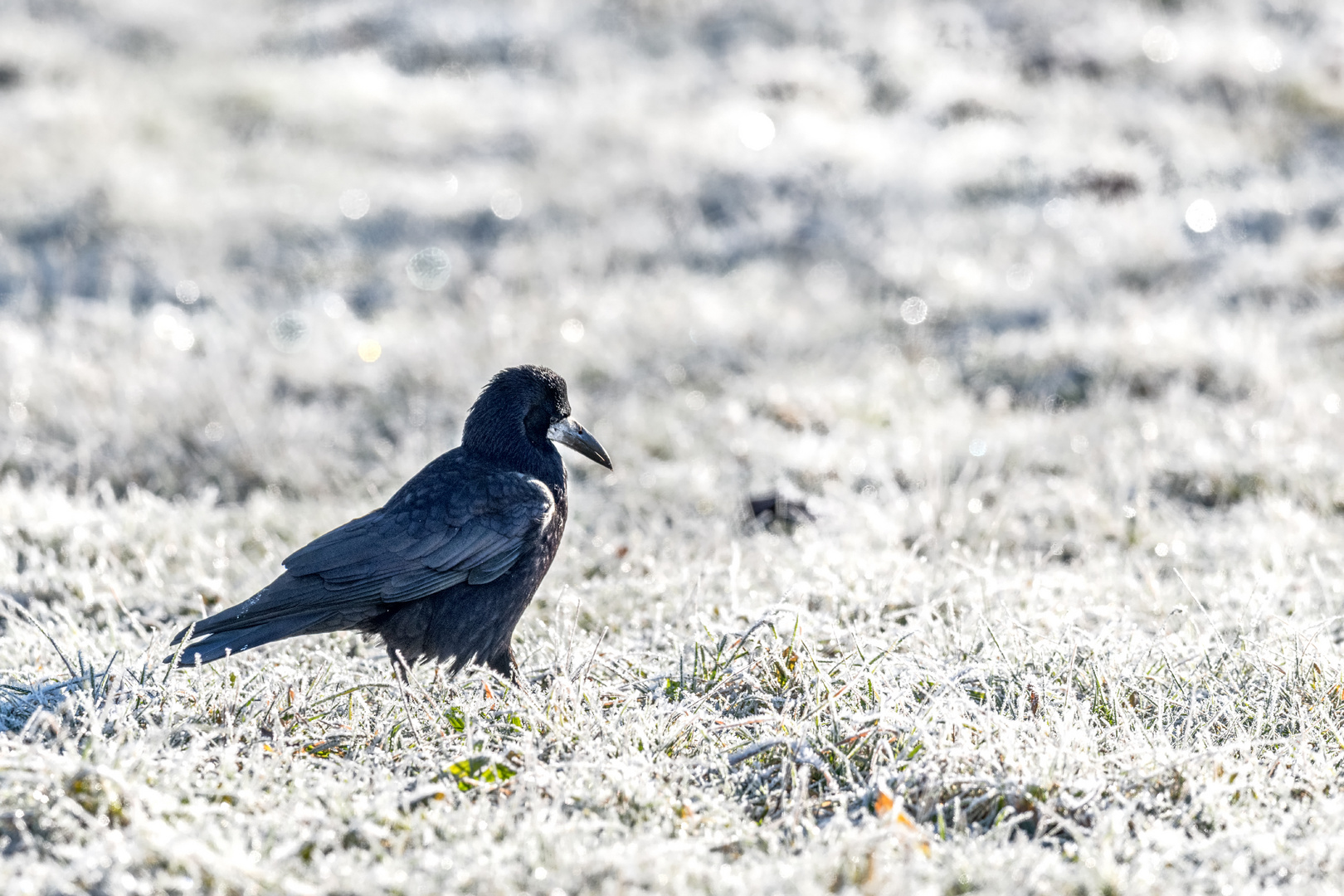 Saatkrähe (Corvus frugilegus)