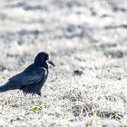 Saatkrähe (Corvus frugilegus)