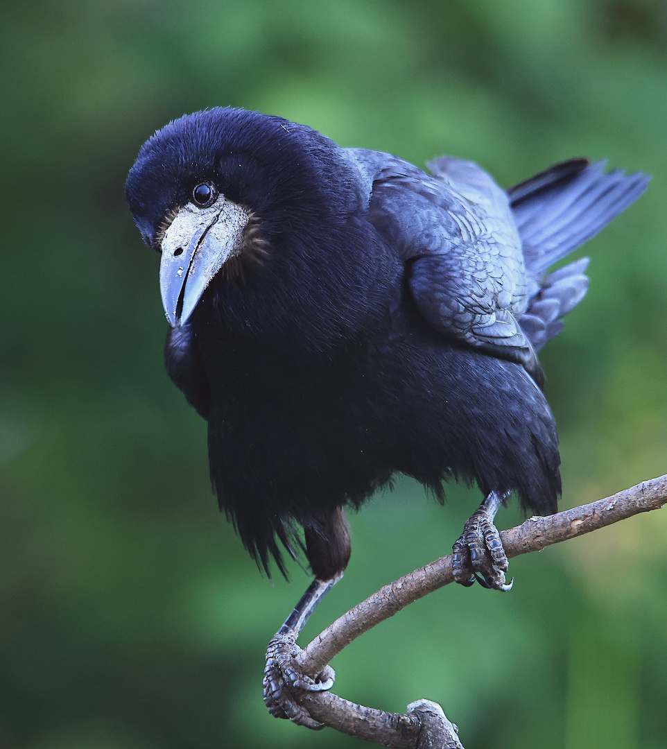 Saatkrähe Corvus frugilegus