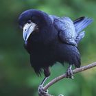 Saatkrähe Corvus frugilegus