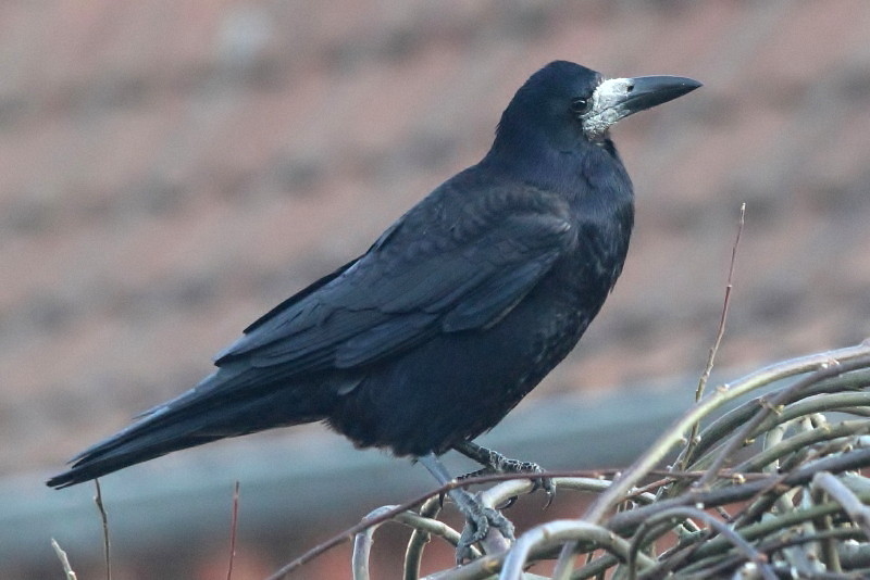 Saatkrähe (Corvus frugilegus frugilegus)