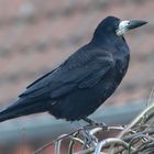 Saatkrähe (Corvus frugilegus frugilegus)